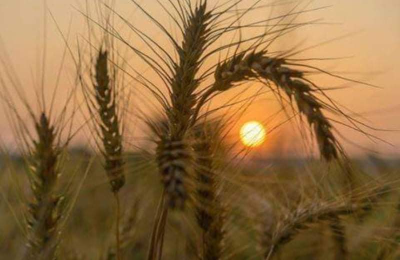 الصوامع تبدأ استقبال القمح والشعير من المزارعين الخميس