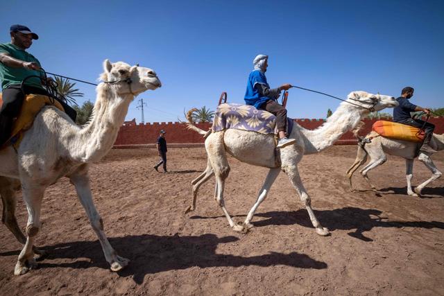 Horsewhisperer hopes Morocco films return at full gallop