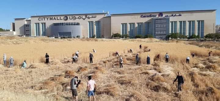 مبادرة زراعة الاراضي الغير مستغلة بالقمح والشعير في عمان.