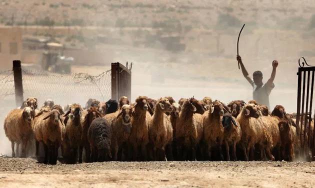 انخفاض مواليد الأغنام في الأردن العام الماضي بنسبة 9