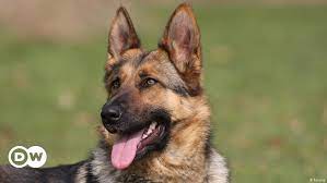 الفاعوري يشكل لجنة للتحقيق في فيديو قنص كلب بالزرقاء