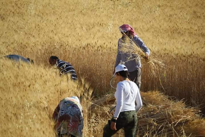 مبادرة زراعة الاراضي الغير مستغلة بالقمح  في عمان....فيديو