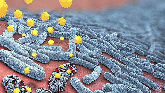Higher antibiotic doses may make bacteria fitter: study