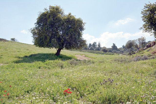 On World Environment Day, Jordanians express love to nature by environmentfriendly initiatives