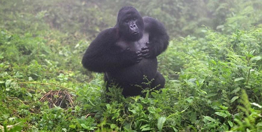 Big beats: Gorilla chest thumps ‘signal’ body size