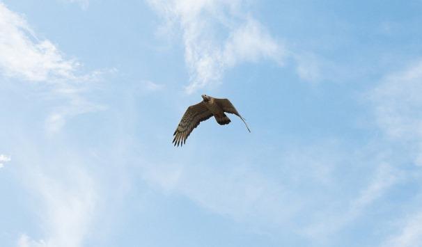 تسجيل طائر نادر جديد في محمية الأزرق