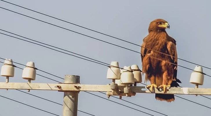 حماية الطبيعة: اصطدام الطيور بخطوط الكهرباء لا يتسبب بانقطاع التيار