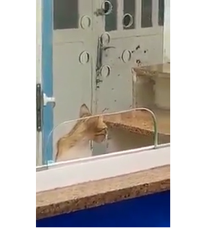 يحدث في وزارة الصحة .. قطة تستقبل المرضى في احدى المستشفيات .. فيديو