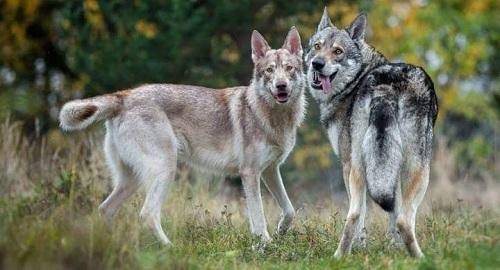 كيف أفاق سكان الكرك قبل وقوع الهزة الارضية؟