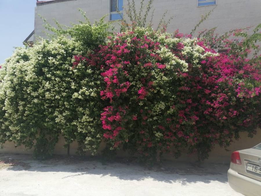 رصد اضخم شجرة مجنونة على مستوى المملكة في لواء بني كنانة