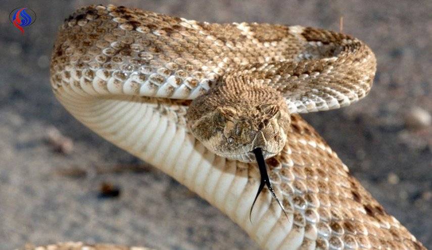 افعى فلسطين تنهي حياة طفل في اربد