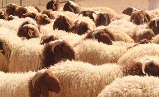 180 – 220 دينارا أسعار الأضاحي البلدية للعام الحالي