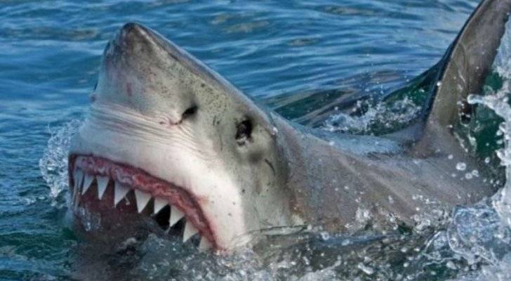 بيان من سلطة العقبة حول حقيقة وجود أسماك قرش.. تفاصيل