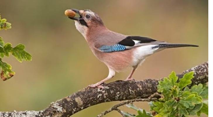 مزارعو الشمال يشتكون من انتشار طائري المينا وأبو زريقي في مزارعهم