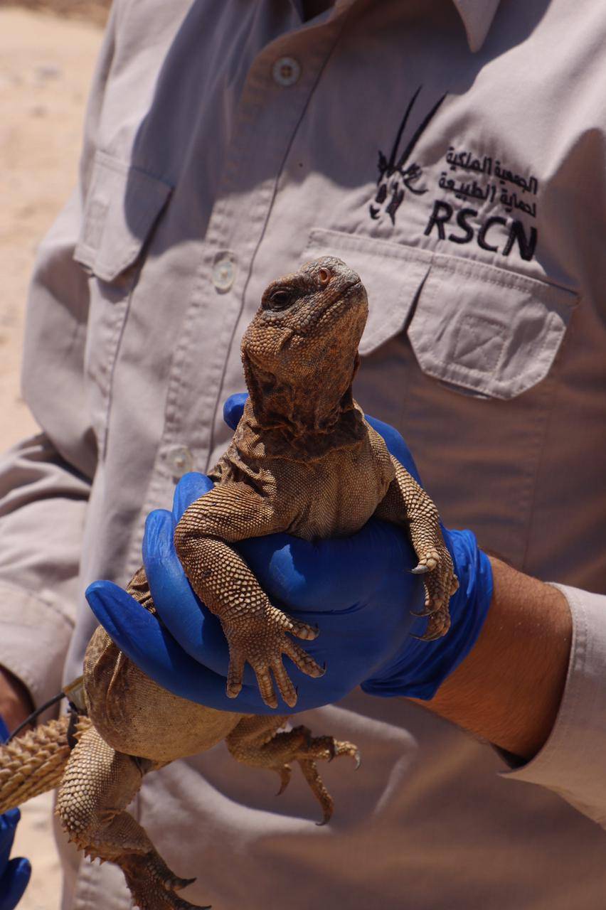 إطلاق أول جهاز تتبع لحيوان الضب في المملكة بمحمية فيفا الطبيعية الجمعية الملكية لحماية الطبيعة... صور