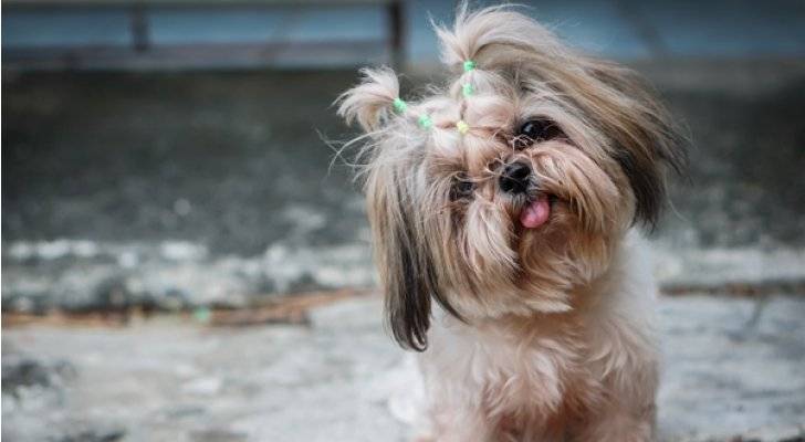 حملة إلكترونية للمساهمة بتسديد تكاليف علاج كلب تعرض للاعتداء في الأردن صور