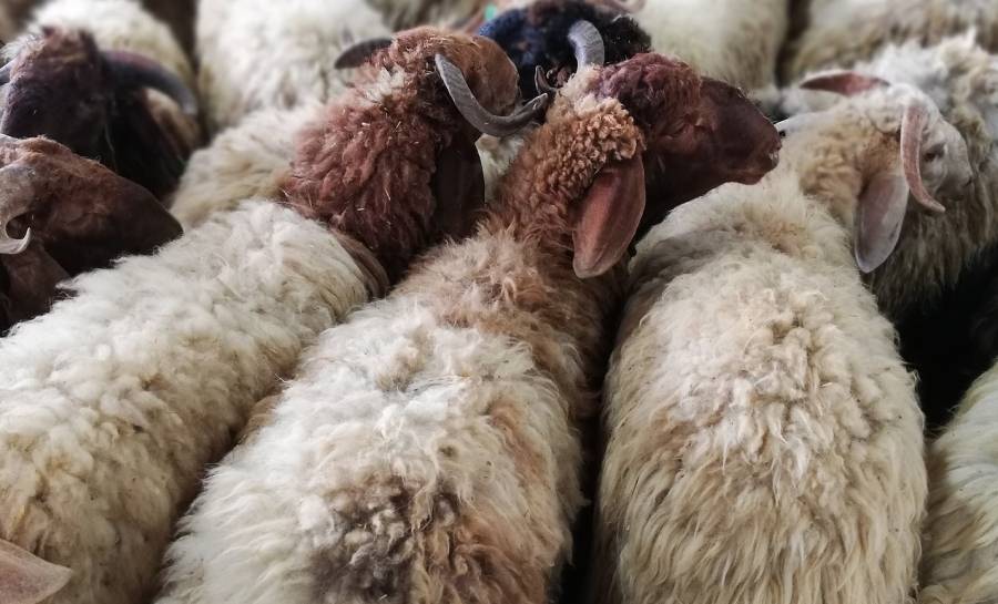 500 الف اضحية في الاسواق