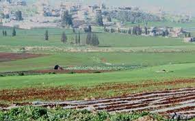 زراعة الرويشد تخصص 20 دونما لمشروع التحريج الوطني