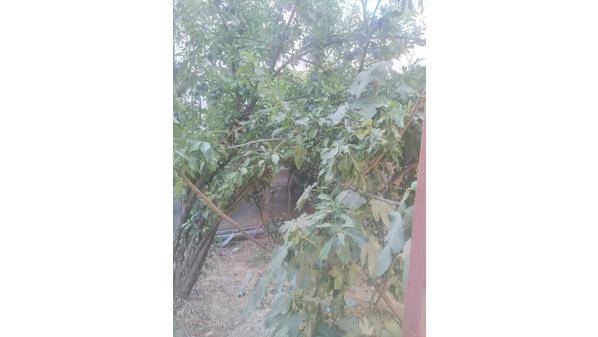 شكوى من صعوبة تسويق منتوج 《الدراق والبرقوق واللوزيات في جرش