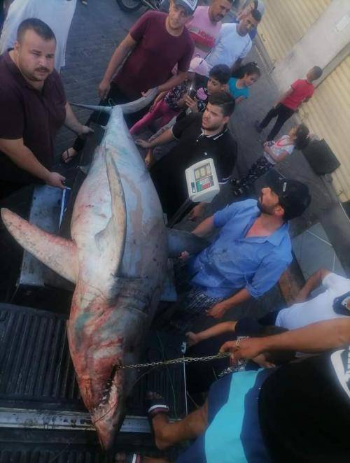 اصطياد سمكة قرش جديدة في العقبة تزن 206 كغم