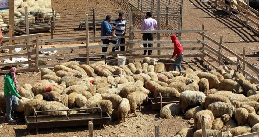 الأمانة تعلن مواقع حظائر بيع الأضاحي .. تفاصيل