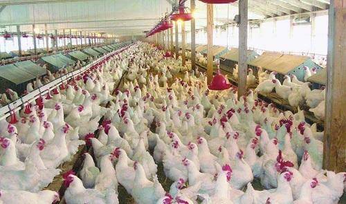 عقباويون يطالبون بمسلخ للدواجن