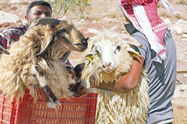 شروط مواقع الأضاحي في عمان