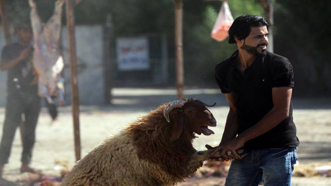 قطر: تجار الماشية يكثفون مستورداتهم من الأردن