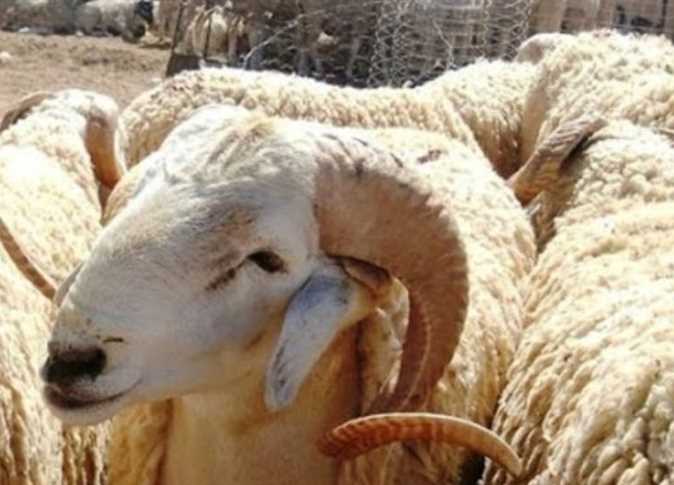 ترجيحات فلكية أردنية: 20 تموز عيد الأضحى