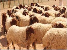 بلدية السلط تبدأ استقبال طلبات فتح حظائر الأضاحي