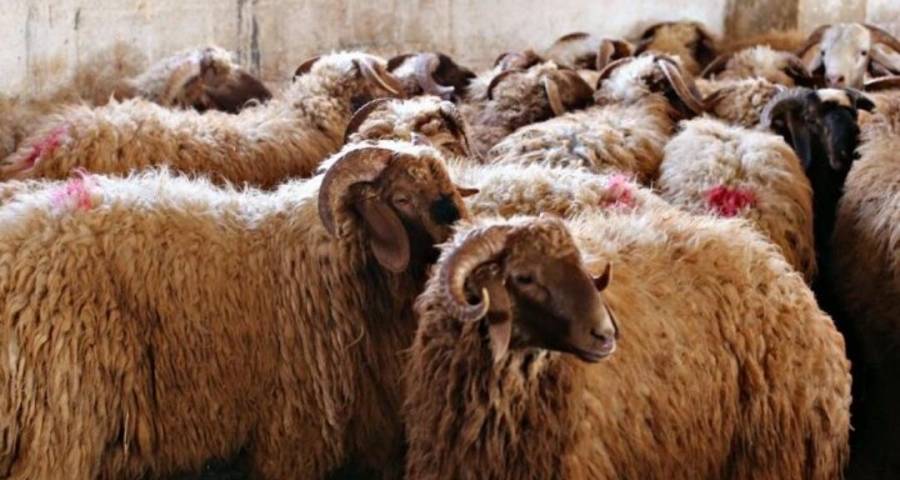 بلدية الزرقاء تحدد 8 مواقع لحظائر بيع وذبح الاضاحي