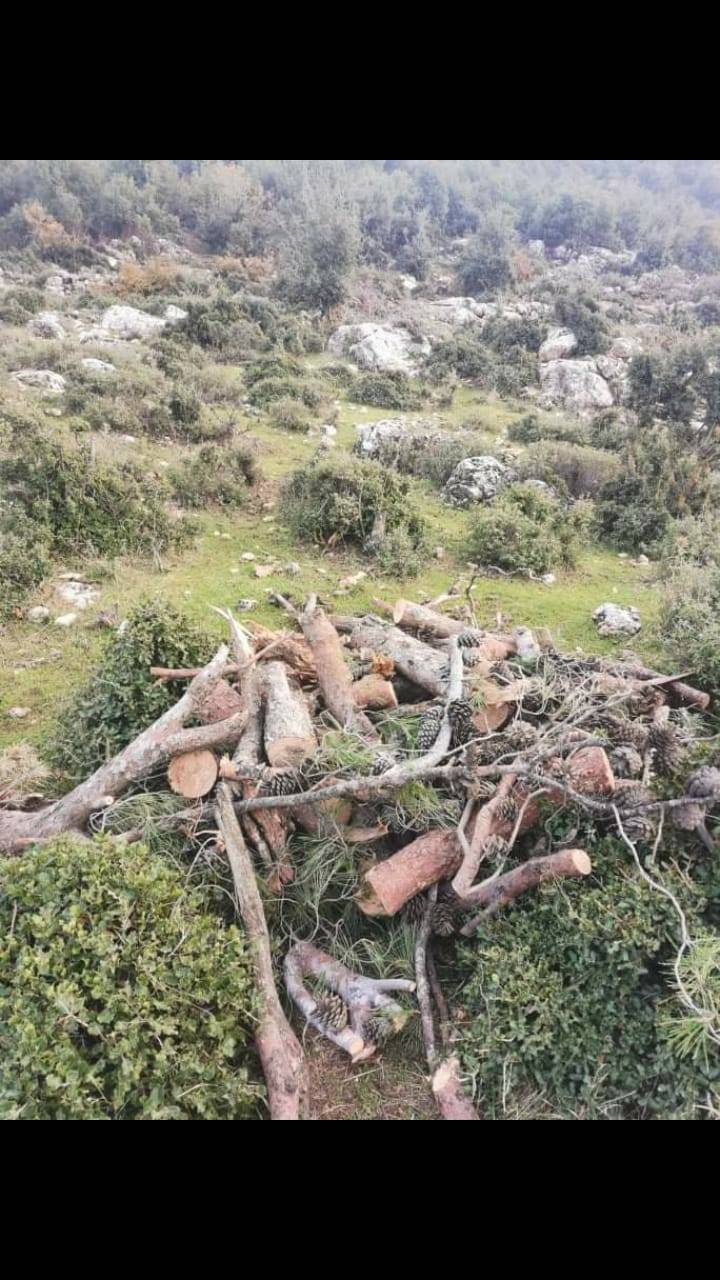 اطلاق المرحلة الخامسة من مشروع التحريج الوطني