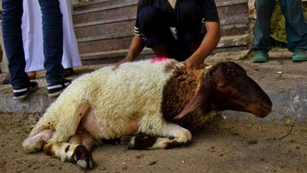 إقبال على تسويق أضاحي العيد عبر مواقع التواصل الاجتماعي