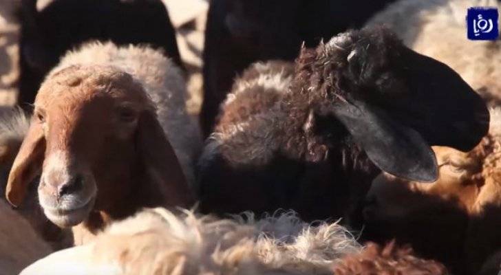 الإفتاء توضح الحكم الشرعي لقص الشعر والأظافر لمن ينوي التضحية في العيد