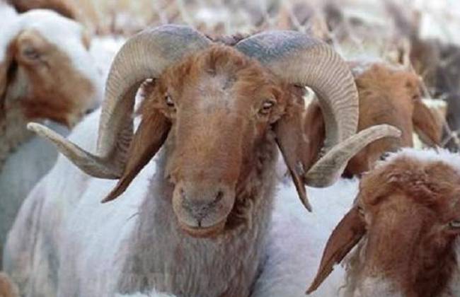 حماية المستهلك للمواطنين: المهم وزن الأضحية وليس شكلها