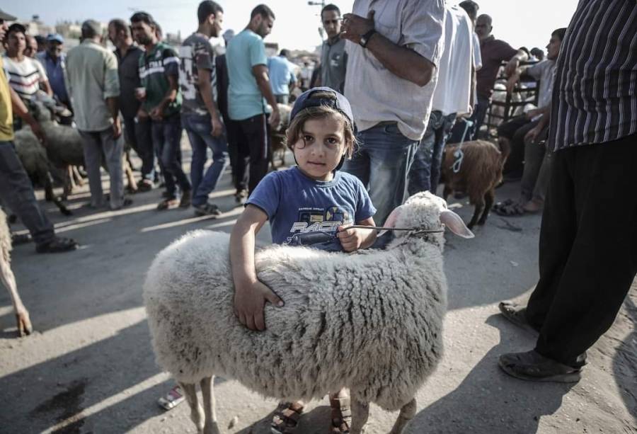 بلدية الرصيفة تحدد أماكن ذبح الأضاحي