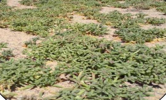 الســَـمح نبـات واعـــد في الصحراء الأردنية