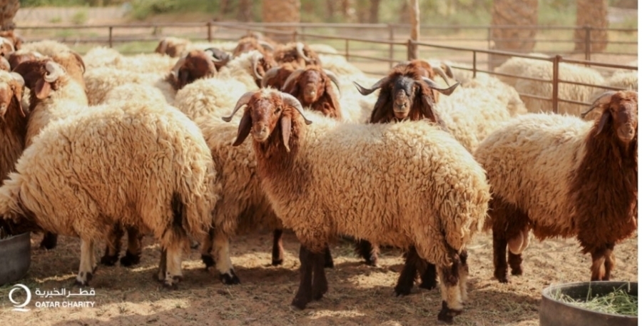 الموصفات  تكثّف جولاتها على موازين الأضاحي واللحوم الحيّة