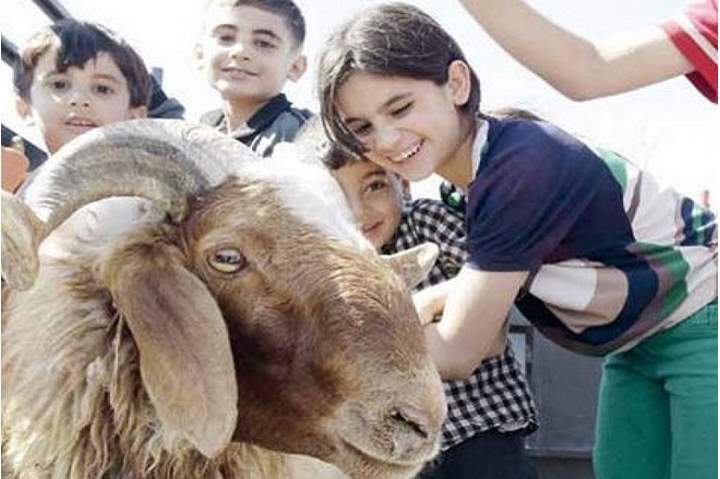 ما حكم الجمع بين نيتين نية الأضحية ونية العقيقة