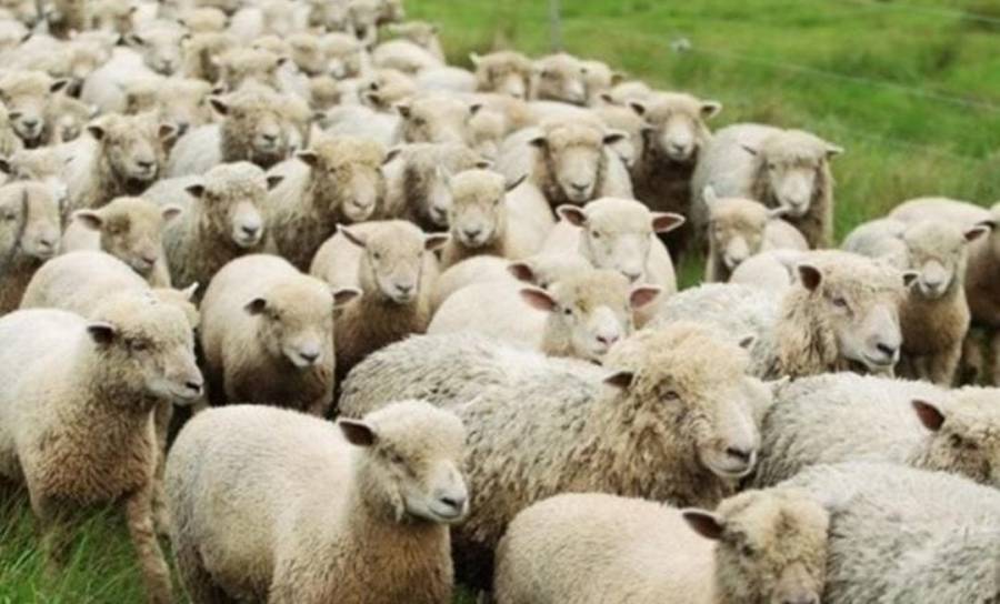 تعرف على أسعار أضاحي العيد ( الروماني والبلدي)