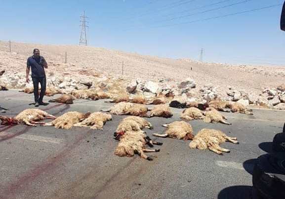 نفوق عدد كبير من الخراف بحادث بالزرقاء  صور