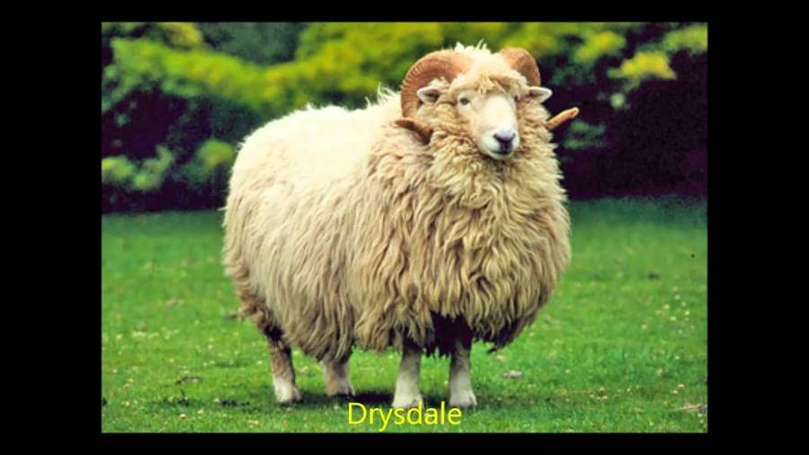 الغذاء والدواء: خطة رقابية لعيد الأضحى وجولات تفتيشية على مدار الساعة