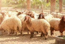 الأمانة: استبدال أي خاروف لا يصلح كأضحية و صاحب الحظيرة ملزم باستبدالها