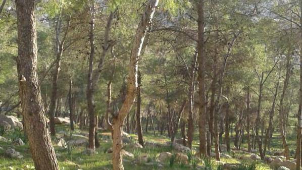 حملة للحفاظ على الثروة الحرجية بجرش.