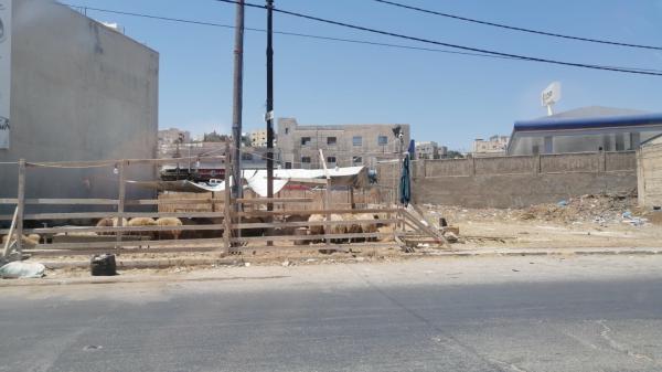 شكاوى من انتشار حظائر الأضاحي بين الأحياء السكنية في إربد