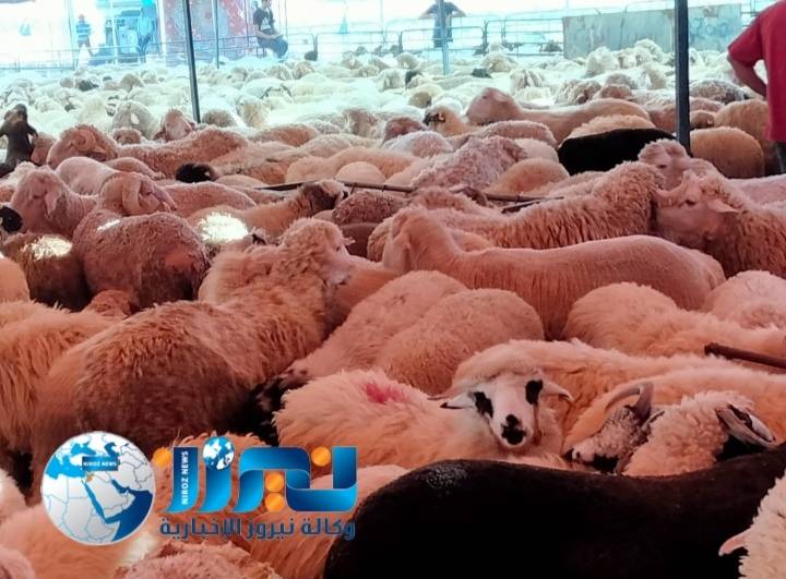 تكثيف الرقابة على الأسواق خلال عيد الأضحى في مأدبا