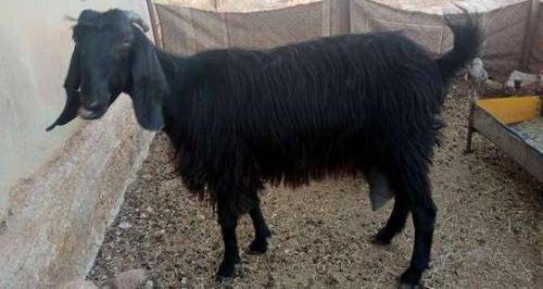 اول حالة طلاق في الاردن بسبب أضحية