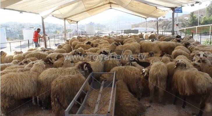 البيئة تواصل حملتها الرقابية والتفتيشية على أماكن بيع وذبح الأضاحي