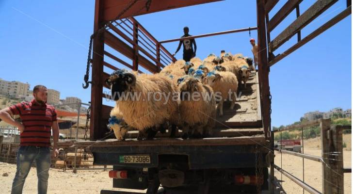الإفتاء: لا يجوز لمن لا يدرك المعاني السامية للأضحية إطلاق وإثارة الفتن