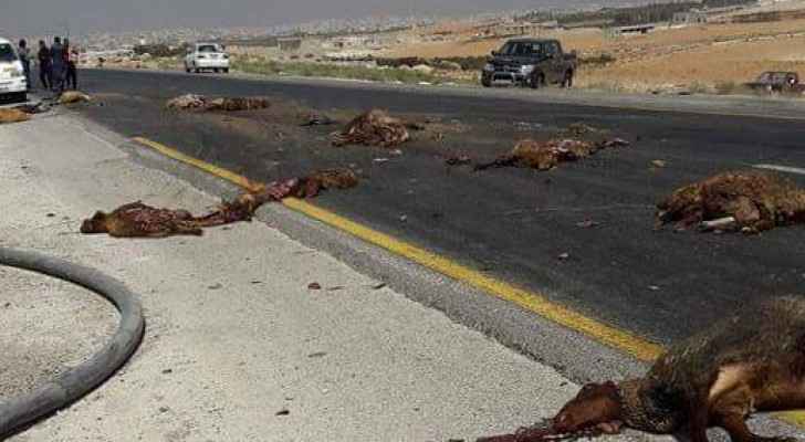 نفوق 36 رأس من الأغنام جراء حادث دهس على طريق البترول في إربد